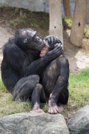 黑猩猩, 哺乳动物, 保健, 危险