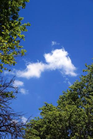 蓝蓝的天空, 天空, 蓝色, 云计算, 白色, 树木