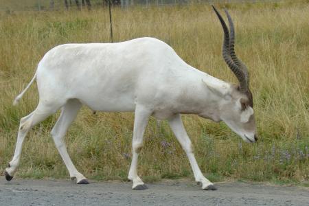 addax, 羚羊, 白色, 鹿角, 野生动物狩猎, 动物, 哺乳动物