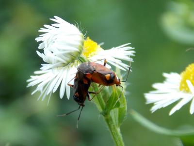 bug, 配对, 黛西, 草甸, 动物, 花, 昆虫