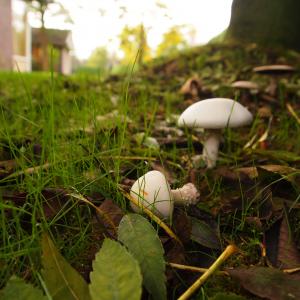 蘑菇, 白色, 草, 树, 秋天, 边坡