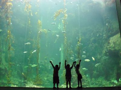 儿童, 水族馆, 水, 海, 鱼, 生活, 自然