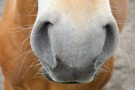 马, 鼻孔, 鼻子, haflinger, 关闭, 马的头, 一种动物