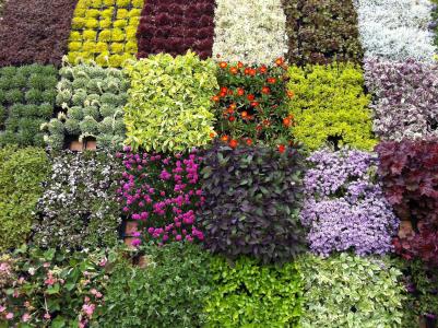 花, 市场, 春天, 花是, 南蒂罗尔, bozen, 绿色