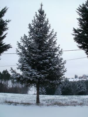 树, 雪, 冬天, 冷杉, 白雪皑皑, 白色, 字段