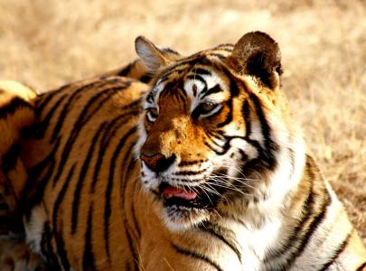 老虎, 印度, 野生动物, 孟加拉, 野生, 自然, 亚洲