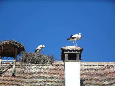 白鹳, 鹳, 屋顶, storchennest, 品种, 拨浪鼓鹳, 鸟巢