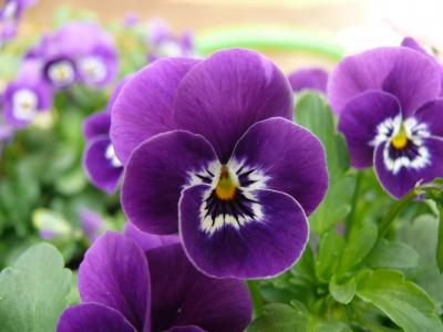 三色堇, 微距摄影, 植物, 自然, 紫色, 花, 特写