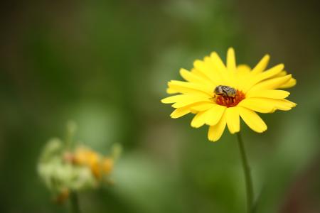 蜜蜂, 花香, 花, 昆虫, 自然, 花瓣, 夏季