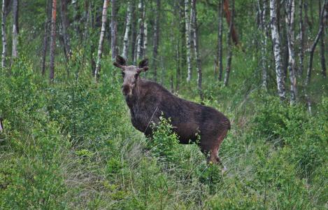 驼鹿, 年轻公牛麋, 森林, 动物, 瑞典