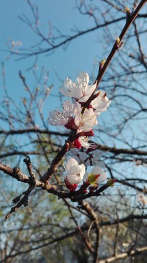杏花, 果树, 开花, 绽放, 春天, 白色, 白花盛开