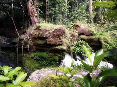丛林, 巴西, 植物, 自然, 水, 瀑布