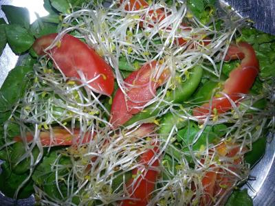 沙拉, 苜蓿, 番茄, 豆瓣菜