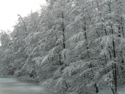 白雪皑皑, 冬天, 寒冷, 雪, 树木, 冰冷, 感冒