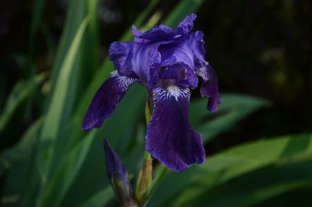 紫罗兰色, 花, 开花, 绽放, 紫罗兰类, 春天, 自然