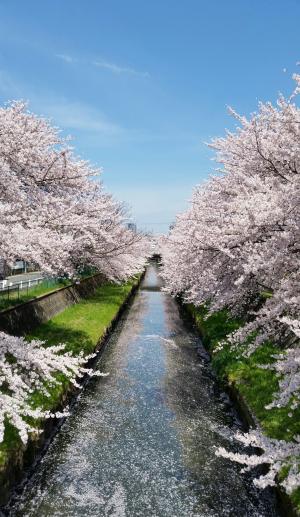 日本, 樱花, 蓝蓝的天空, 流, 樱花, 自然, 城市