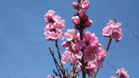 花, 粉色, 天空, 油桃, 春天, 开花, 自然