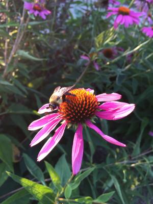 花, 花香, 花园, 自然, 蜜蜂, 大黄蜂, 蜜蜂
