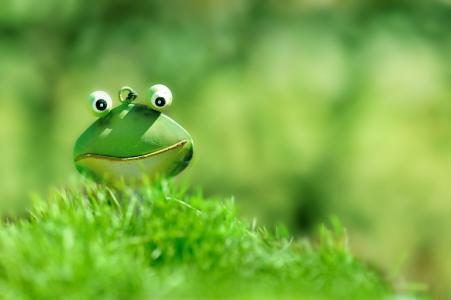 青蛙, 绿色, 绿色的小青蛙, 草, 关闭, 蟾蜍, 光明
