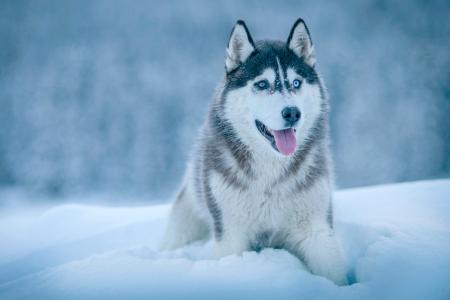 狗, 动物, 赫斯基, 雪, 冬天, 感冒, 天气