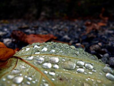 下降, 雨, 叶, 自然, 图片, 美丽