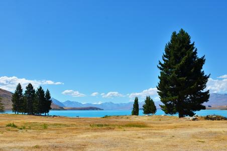 宁静, 湖畔, 树, 新西兰