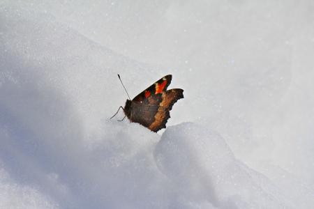 蝴蝶, 雪, 冬天, 自然, 感冒, 嗖嗖声