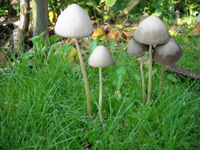 蘑菇, 真菌, 自然, 绿色, 秋天, 森林, 草