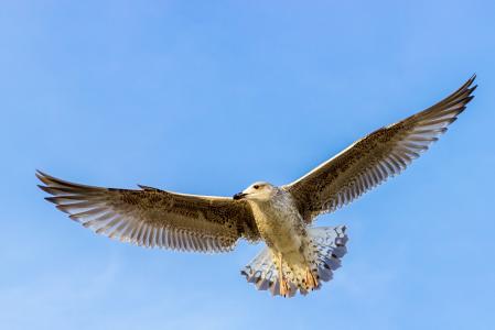 海鸥, 鸟, 飞行, 波罗地海, 野生动物摄影, 羽毛, 飞