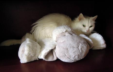 白色的猫, 猫, 软玩具, 羊, 宠物, 动物, 猫