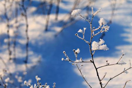 冬天, 雪, 景观, 自然