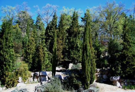 常青树, 岩石, 肌, 植物园