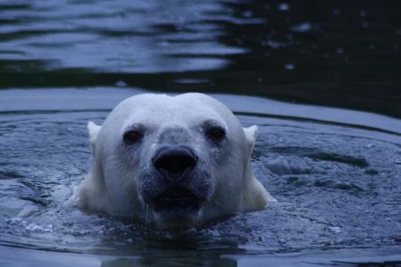 北极熊, 熊, 水, 动物园, 动物, 捕食者, 白色