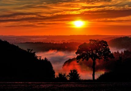 日出, 雾, 自然, 早上, vulkaneifel, 早晨的太阳, 心情