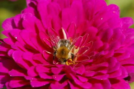 蜜蜂, 开花, 绽放, 宏观, 自然, 昆虫