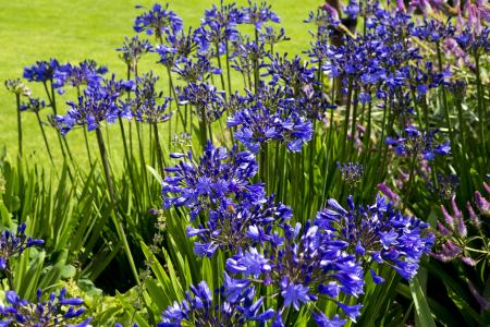 子花, 深蓝, rhs 海德厅花园, 自然, 紫色, 花, 植物