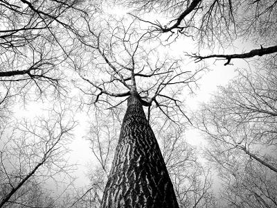 黑色, 枯萎的, 树, 自然, 树木, 低角度, 视图