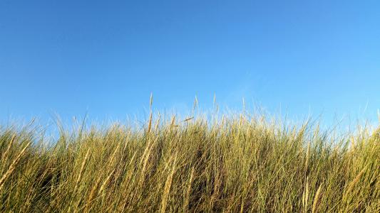 沙丘, 草, 沙丘草, 荷兰, 海岸, 芦苇, 自然