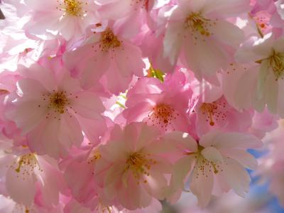 粉色, 白色, 瓣, 特写, 照片, 树, 花