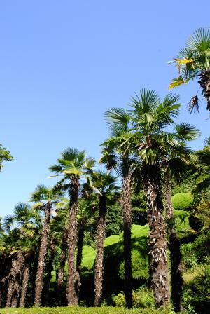 棕榈树, 有外遇, 天空, 热带, 蓝色