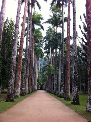 树木, 植物园, 自然, 森林, 树, 在里约热内卢