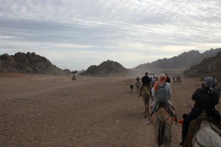 埃及, 冒险, 骆驼, 沙漠, 非洲