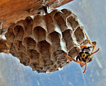vosika 法语, 巢, 昆虫, 宏观, 蜜蜂, 蜂巢, 蜂蜜