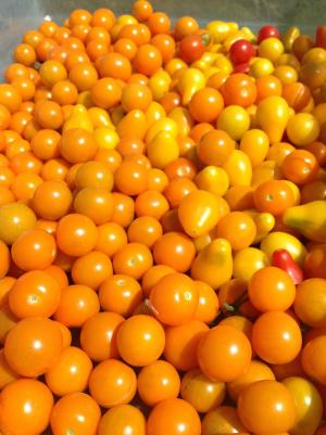 西红柿, 食品, 农场生活, 橙色, 蔬菜