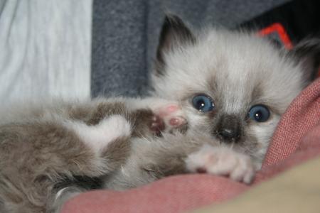 动物, 猫科动物, 小猫, 可爱, 蓝色的眼睛, 猫的眼睛, 蓝色