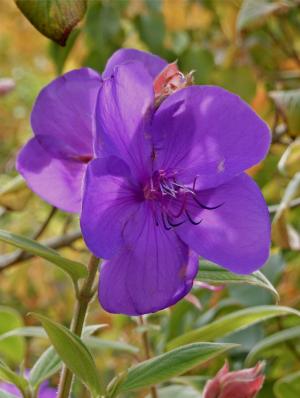 trebuchina, 花, 花园, 紫色, 开花, 自然, 植物