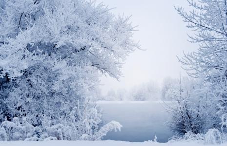 雪, 冬天, 景观, 分支机构, 草, 雾, 河