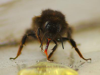 蜜蜂, 宏观, 蜂蜜, 昆虫, bug, 舌头
