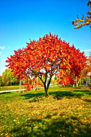 公园, 花园, 树, 叶子, 秋天, 秋天, 颜色