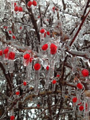 浆果, 冰, 冬天, 花蕾, 红色, 雪, 树
